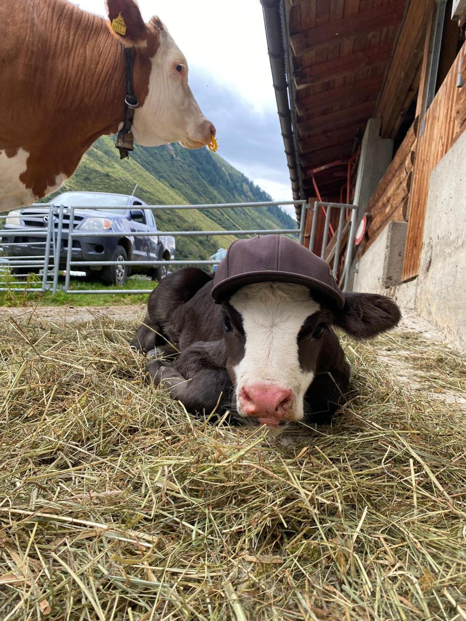 Ferienhof Bichlhof Arzl im Pitztal Luaran gambar