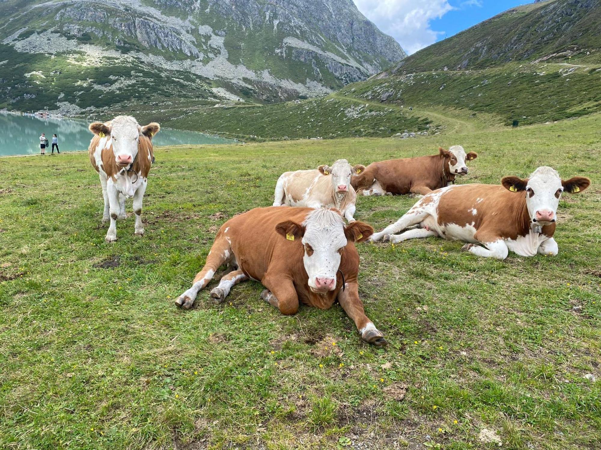 Ferienhof Bichlhof Arzl im Pitztal Bilik gambar